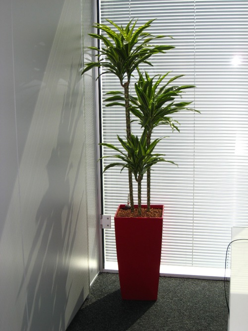 kantoor planten Luik